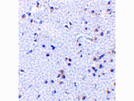 TSLP Antibody in Immunohistochemistry (Paraffin) (IHC (P))