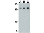 TSLP Antibody in Western Blot (WB)