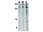 Tslp Antibody in Western Blot (WB)