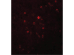 TSPAN9 Polyclonal Antibody