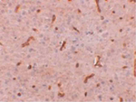 TWA1 Antibody in Immunohistochemistry (Paraffin) (IHC (P))