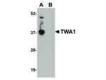 TWA1 Antibody in Western Blot (WB)