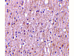 TWEAK Polyclonal Antibody