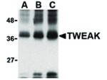 TWEAK Antibody in Western Blot (WB)