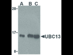 UBC13 Antibody in Western Blot (WB)