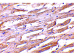 Unc93b Antibody in Immunohistochemistry (Paraffin) (IHC (P))