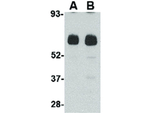 Unc93b Antibody in Western Blot (WB)