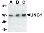 UNG1 Antibody in Western Blot (WB)