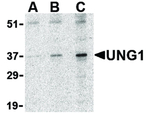 UNG1 Antibody in Western Blot (WB)