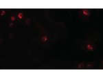 USP10 Antibody in Immunocytochemistry (ICC/IF)