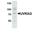 UVRAG Antibody in Western Blot (WB)