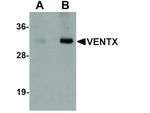 VENTX Antibody in Western Blot (WB)