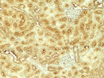 VEZT Antibody in Immunohistochemistry (Paraffin) (IHC (P))