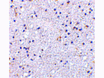 VISA Antibody in Immunohistochemistry (Paraffin) (IHC (P))