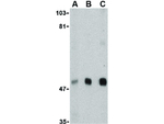 VISA Antibody in Western Blot (WB)