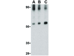 VISA Antibody in Western Blot (WB)