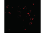 VPS53 Antibody in Immunocytochemistry (ICC/IF)