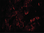 WAPL Polyclonal Antibody