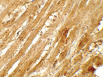 WAPL Antibody in Immunohistochemistry (Paraffin) (IHC (P))