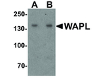 WAPL Antibody in Western Blot (WB)