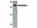 WDR61 Polyclonal Antibody