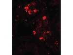 WDR92 Polyclonal Antibody