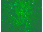 West Nile Virus Core Polyclonal Antibody
