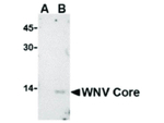 West Nile Virus Core Antibody in Western Blot (WB)