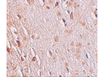 WIZ Antibody in Immunohistochemistry (Paraffin) (IHC (P))