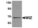 WIZ Antibody in Western Blot (WB)