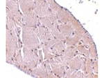 Wnt10a Antibody in Immunohistochemistry (Paraffin) (IHC (P))