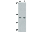 Wnt10a Antibody in Western Blot (WB)