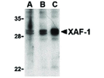 XAF-1 Antibody in Western Blot (WB)