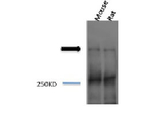 Piccolo Antibody in Western Blot (WB)