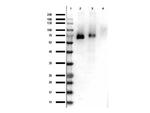 Phospho-RON (Tyr1353) Antibody in Western Blot (WB)