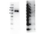 Phospho-RON (Tyr1360) Polyclonal Antibody