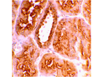 ACE2 Antibody in Immunohistochemistry (Paraffin) (IHC (P))