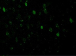 Adiponectin Antibody in Immunocytochemistry (ICC/IF)
