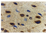 Adiponectin Antibody in Immunohistochemistry (Paraffin) (IHC (P))