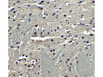 Adiponectin Antibody in Immunohistochemistry (Paraffin) (IHC (P))