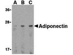 Adiponectin Antibody in Western Blot (WB)