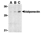 Adiponectin Antibody in Western Blot (WB)