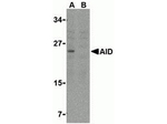 AID Antibody in Western Blot (WB)