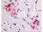 APP Antibody in Immunohistochemistry (Paraffin) (IHC (P))