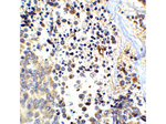 APP Antibody in Immunohistochemistry (Paraffin) (IHC (P))