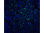 APP Polyclonal Antibody