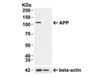 APP Antibody in Western Blot (WB)