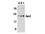 APRIL Antibody in Western Blot (WB)