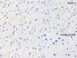 BECLIN1 Antibody in Immunohistochemistry (Paraffin) (IHC (P))