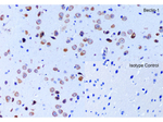 BECLIN1 Antibody in Immunohistochemistry (Paraffin) (IHC (P))